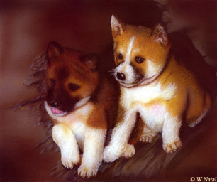 Noah's Ark: Dingos �William Natal