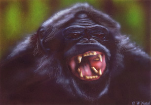 Gorilla �William Natal