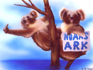 Noah's Ark: Koalas �William Natal