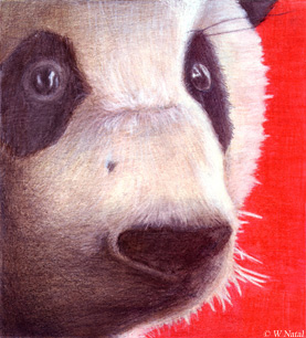 panda �William Natal